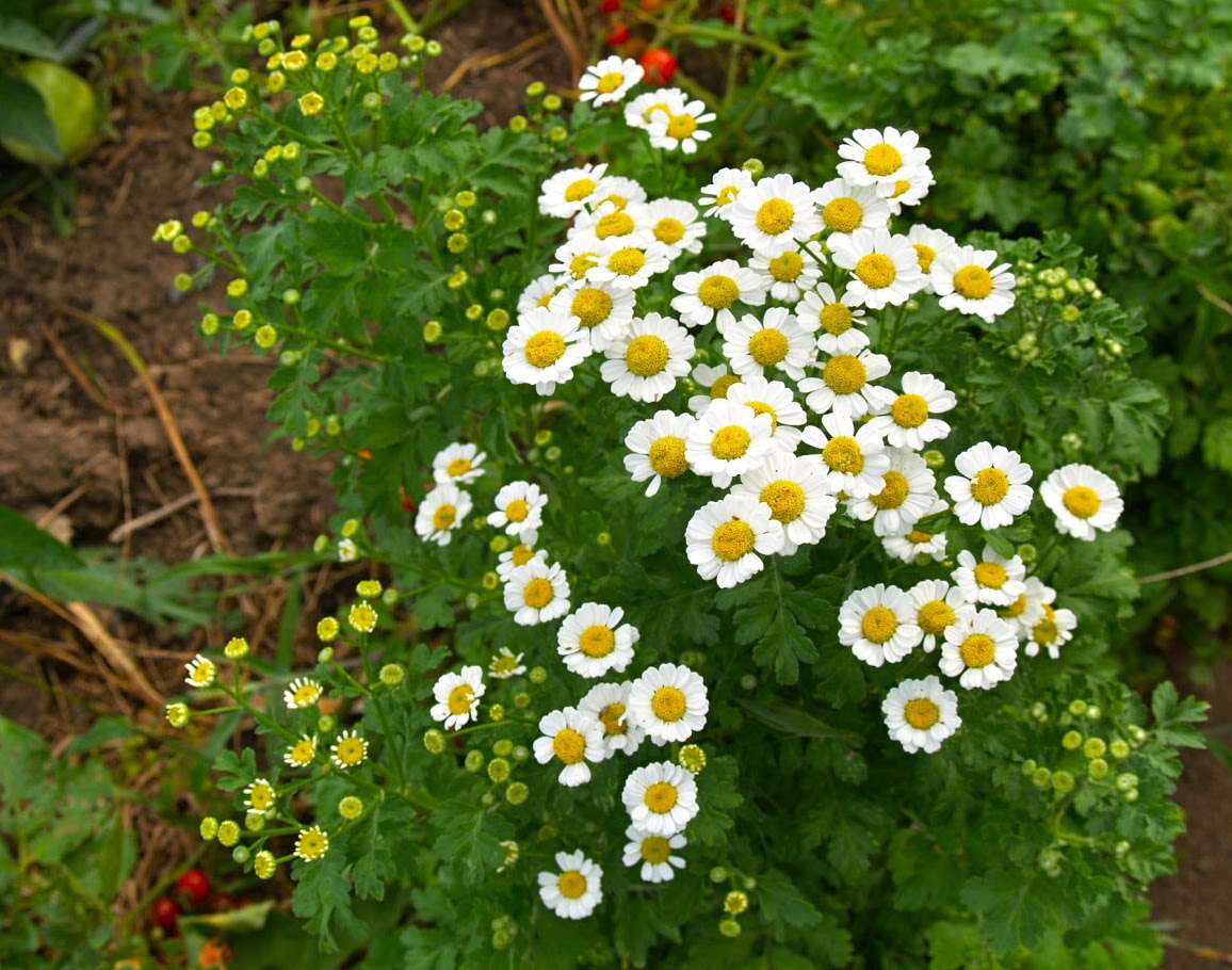 FREE Seeds