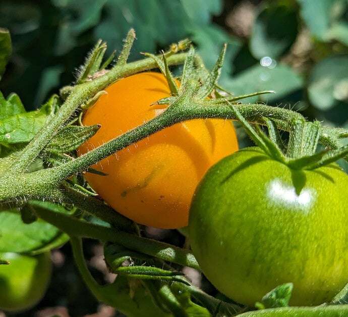 FREE Seeds