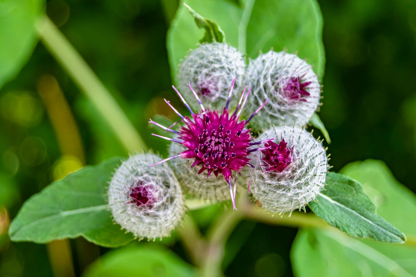 Burdock Tincture