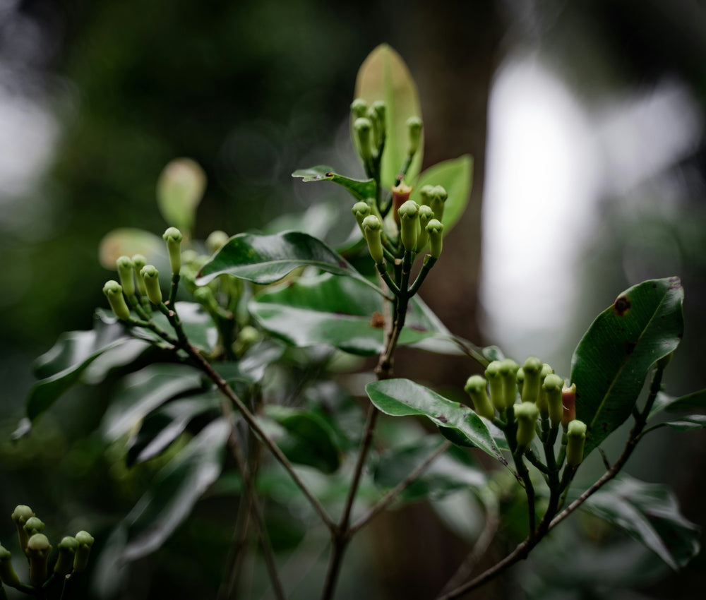Herbal products and botanicals
