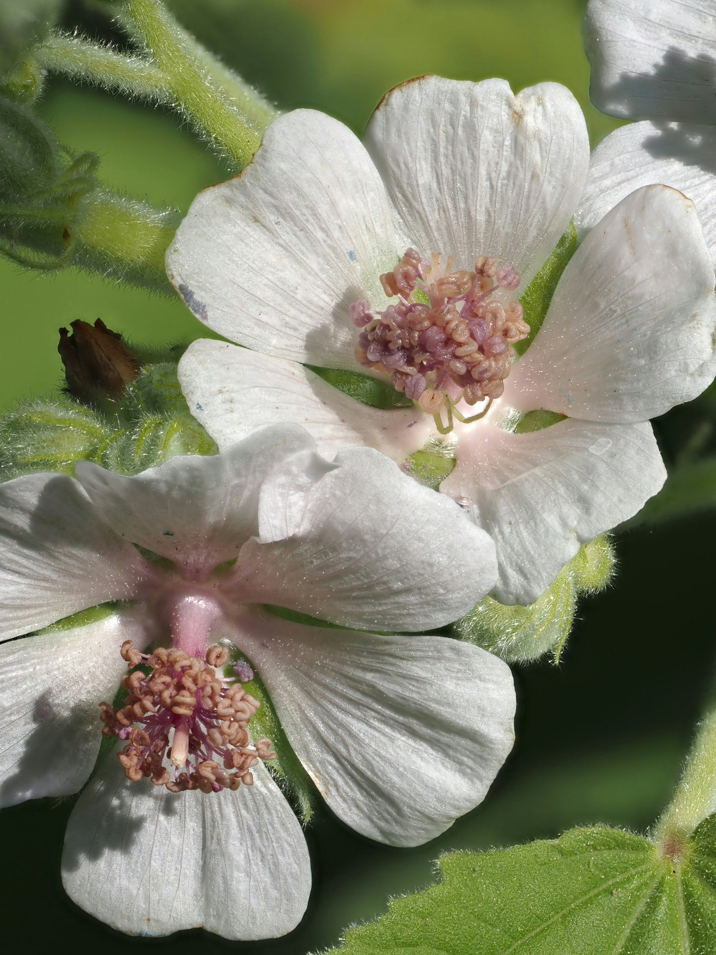 Marshmallow Tincture